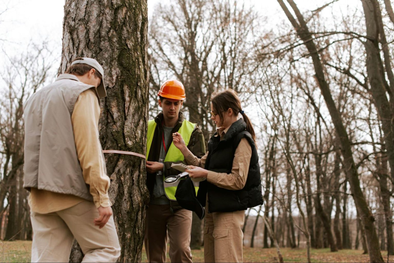 Understanding When Tree Removal Becomes Essential: A Homeowner’s Guide in Albany, NY
